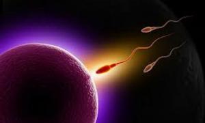 Первые дни новой жизни: все о процессе зачатия и оплодотворения