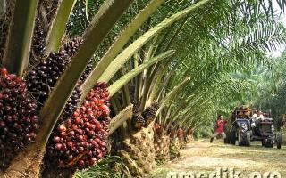 Из чего делают пальмовое масло С чего добывается пальмоядровое масло